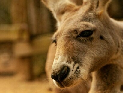 Assim como os grandes animais modernos que vivem em outros continentes, os diprotodontes vagavam por planícies e savanas em busca de plantas para o seu consumo. Apesar de preferir viver em campos abertos pelo seu grande tamanho, alguns de seus primos menores preferiam locais como montanhas ou florestas como o Zygomaturus que tinha o tamanho de uma vaca e pesava 500 quilos