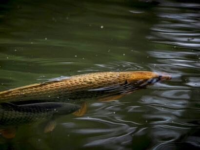 A trout gliding beneath the river’s surface