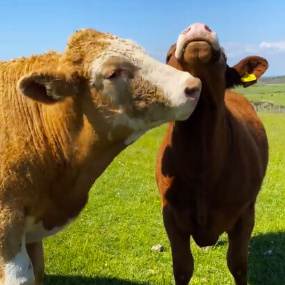 Cows graze peacefully in a bright meadow overlooking the Seven Sisters Cliffs, England