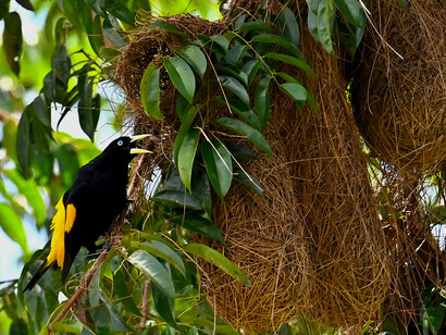Yellow-rumped cacique 2, Menino Jesus community (Brazil) @ Ashish Kothari