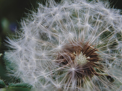Close-up of a dandelion seed head in a natural outdoor setting