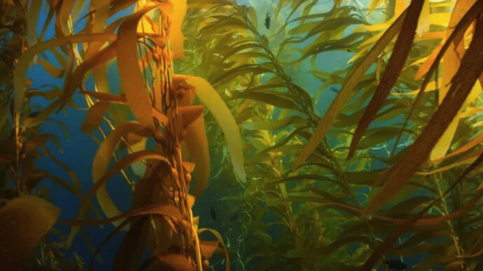 Algas textiles, cultivadas en estanques controlados que capturan CO₂ y generan oxígeno mientras crecen. Son suaves, resistentes y completamente biodegradables