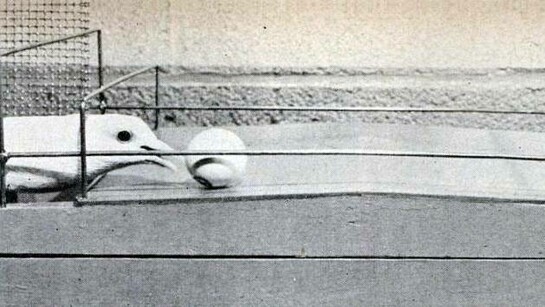 Immagine del 1950 relativa alla ricerca del Dr. B.F Skinner sulla teoria secondo cui la ricompensa è più efficace nel motivare le persone - o, in questo caso, i piccioni - a svolgere determinati compiti