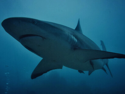 Grey reef shark, close-up, photographed in Colombia