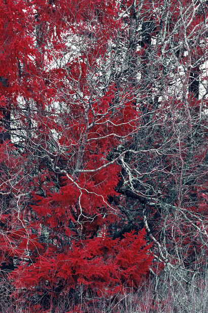 Zak van Biljon, Tête du Lac, Vaud 2024 (detail). Courtesy of Luisa Catucci Gallery