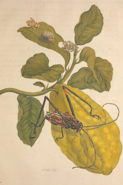 María Sybilla Merian, lámina número 28 del libro "Metamorphosis Insectorum Surinamensium", 1705