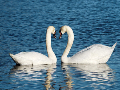 Two swans moving calmly across pristine waters, depicting love as consistency rather than intensity