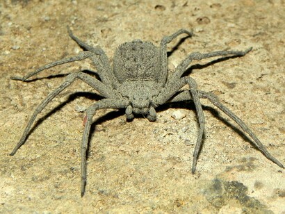 Esemplare di Sicarius ornatus