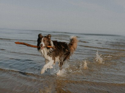 Olhar pelo espelho retrovisor e ver os seus olhos atentos, cheios de entusiasmo, a tentar perceber onde vamos; ouvir o rosnar alto e impaciente a pedir “só mais um pedacinho de frango”