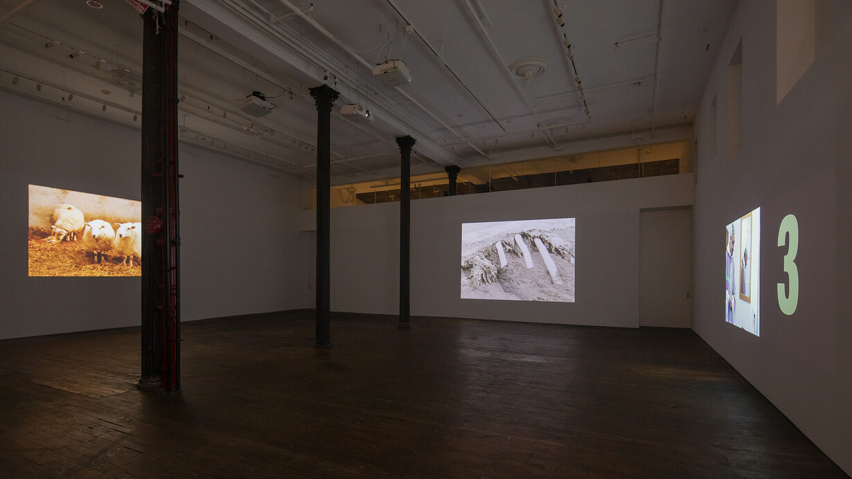 Nashashibi/Skaer, Pygmalion margaret ursus uan, exhibition view. Courtesy of Peter Freeman, Inc.