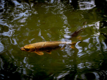 Trout thriving in the flowing river water