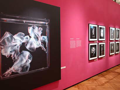 Sebastian Cramer, Two views on plants, exhibition view. Courtesy of Naturhistorisches Museum Wien