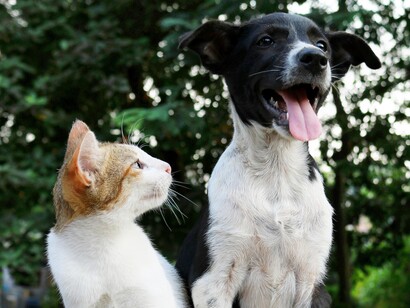 I gatti sono più indipendenti, ma sanno essere affettuosi a modo loro