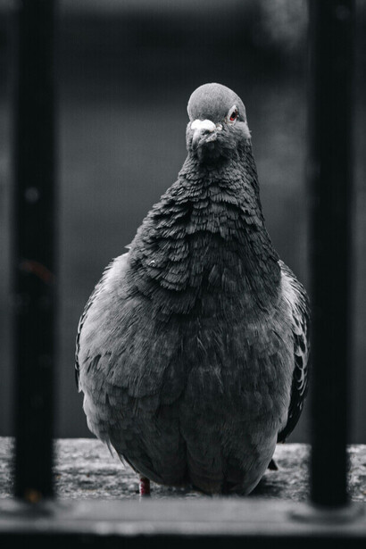 Un regard perdu dans la contrainte, Greenwood regarde sans pouvoir agir, piégé dans ses propres limitations