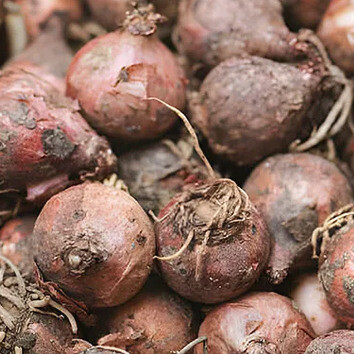Prima di essere cucinati, i lampascioni vengono spesso lasciati a bagno in acqua per eliminare l’amaro e renderli più delicati