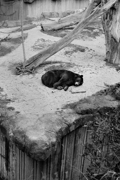Estela de Castro, Zoocosis, 2017–2019. Courtesy of Centre Pompidou Málaga