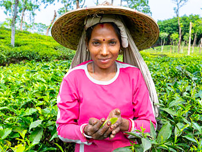 A woman harvesting tea in the fields of Bangladesh’s Sylhet region, a testament to rural development