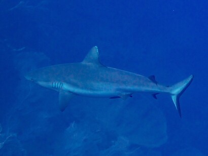 Lo squalo pinna bianca oceanico è un pesce cartilagineo pelagico con una distribuzione cosmopolita. Si trova generalmente tra la superficie e i 150 m di profondità, in mare aperto, in acque con temperature superiori ai 20 °C. Squalo pinna bianca oceanico (Carcharhinus longimanus), Mar Rosso, Egitto