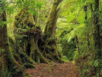 Faggi antartici (Lophozonia moorei) accanto al Border Track, Lamington National Park, Queensland, Australia