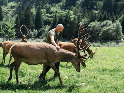 Roselena Ramistella, Area faunistica del cervo a Caoria (deer nature reserve at Caoria), Valle del Vanoi, 2024-2025. Per gentile concessione del MUDEC © Roselena Ramistella