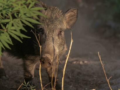 Cinghiale nel sottobosco, Bornova, İzmir, Turchia