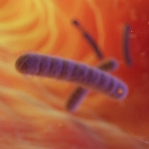 Bacteroides Clarus, stäbchenförmiges Darmbakterium