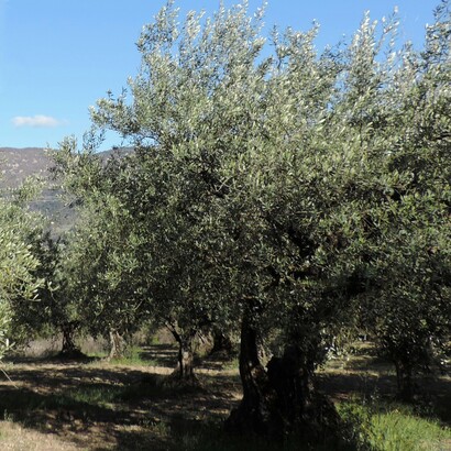 Intravedo un giardino pieno di ulivi, sono alberi che narrano di un sempre, circondati dalla quiete che appartiene al pomeriggio