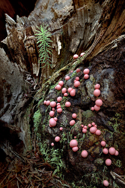 Taneli Eskola, Wolf's milk (Lycogala epidendrum) (detail), 2024. Courtesy of Gallen-Kallela Museum