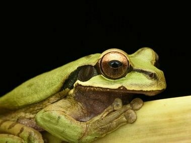 De volta ao Brasil, em 1919, prestou concurso e ingressou no Museu Nacional do Rio de Janeiro, a instituição científica mais importante do país. O cargo, de caráter técnico, a colocou no coração da produção científica nacional. Rapidamente se destacou e tornou-se chefe da Seção de Zoologia — sendo uma das primeiras mulheres a ocupar um cargo de chefia no serviço público federal, feito notável para a época