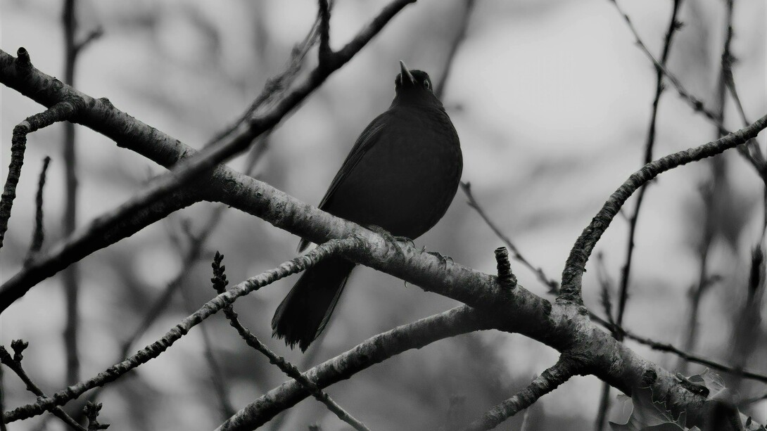 A black raven perched on a tree branch