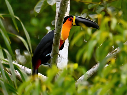 Channel-billed toucan, Belem (Brazil) Ashish Kothari