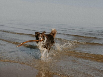 Há quem diga que são a prova mais aproximada de que existem anjos na Terra… anjos com quatro patas, algum pelo, abanam a cauda e têm muito amor para dar, sem esperar nada em troca. Amor com patas