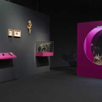 Waldreich. The forest and us! Exhibition view. Courtesy of Schlossmuseum Linz