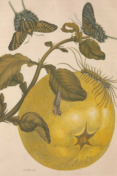 María Sybilla Merian, lámina número 29 del libro "Metamorphosis Insectorum Surinamensium", 1705