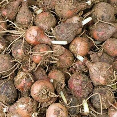 I lampascioni sono protagonisti di conserve sott’olio, dove vengono prima scottati e poi immersi in vasetti con olio, spezie e aromi locali