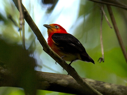 Crimson-hooded manakin, Menino Jesus community (Brazil) @ Ashish Kothari