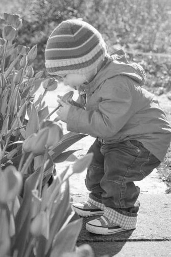 A little boy smells tulips in a garden on a beautiful spring day