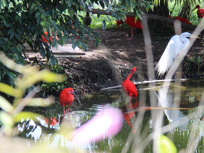 Creado en 1993, el parque juega un papel fundamental en la protección de las fuentes de agua que abastecen aproximadamente el 70% del agua consumida en la Región Metropolitana de Belém. Parque Estatal Utinga, Brasil