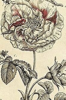 María Sybilla Merian, ilustración publicada en el libro "Erucarum Ortus, Alimentum Et Paradoxa Metamorphosis", 1771