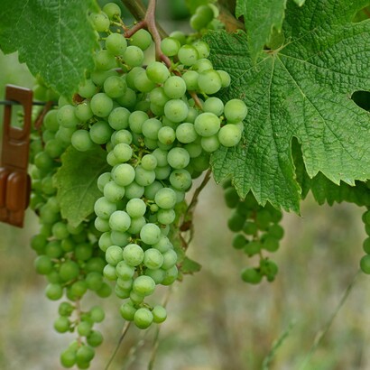 Grazie alla sua freschezza e struttura, si presta sia al consumo giovane che a un sorprendente invecchiamento