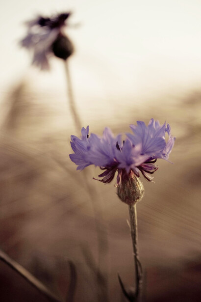 Viajar y explorar el mundo puede despertar una profunda sensación de libertad y plenitud