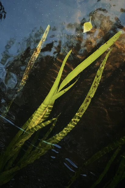 Tom Kretschmer, Meandering vitae (detail). Courtesy of Luisa Catucci Gallery