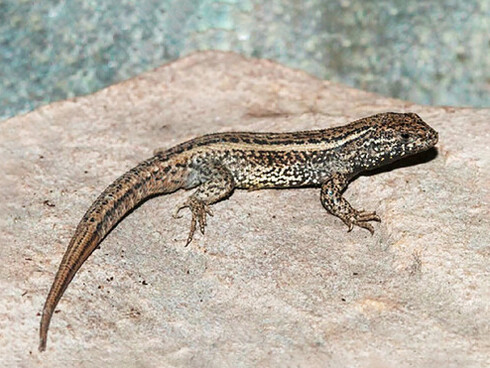 La protagonista de este descubrimiento fue la Liolaemus Misti, una lagartija capaz de adaptarse a los entornos más inhóspitos de los volcanes arequipeños