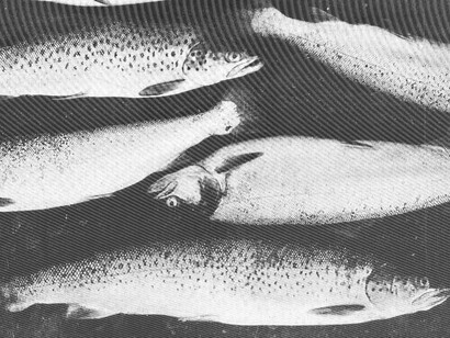 Different types of sea trout, including the Black Sea trout