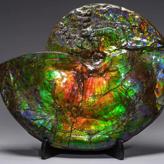 The northern aurora shell. Courtesy of Phillips