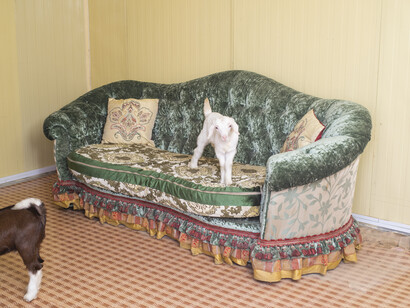 Farah Al Qasimi, Goat farm majlis, 2021. Courtesy of Seoul Museum of Art