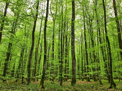 Foresta di alberi ad alto fusto con foglie verdi brillanti