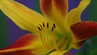 Paz interior: necesitaba despojarme de las camisas y quedarme con la piel. Necesitaba sentir el frío de la ignorancia para saber hacia dónde caminar