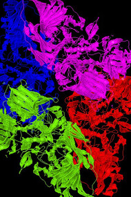 Image de la structure de l'enzyme bêta-galactosidase