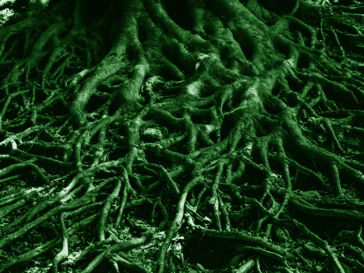 Plants communicate through an underground web of fungi Meer